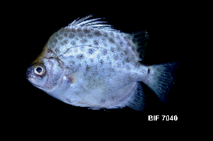  ( - BIF7040)  @11 [ ] CreativeCommons  Attribution Non-Commercial Share-Alike (2016) Nicolas HUBERT IRD