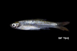  (Rasbora borneensis - BIF7648)  @11 [ ] CreativeCommons  Attribution Non-Commercial Share-Alike (2016) Nicolas HUBERT IRD