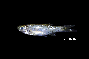  (Rasbora volzii - BIF8046)  @11 [ ] CreativeCommons  Attribution Non-Commercial Share-Alike (2016) Nicolas HUBERT IRD