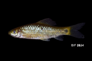  (Osteochilus spilurus - BIF8624)  @11 [ ] CreativeCommons  Attribution Non-Commercial Share-Alike (2016) Nicolas HUBERT IRD