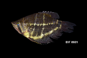  (Sphaerichthys selatanensis - BIF8661)  @11 [ ] CreativeCommons  Attribution Non-Commercial Share-Alike (2016) Nicolas HUBERT IRD