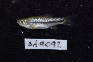  (Rasbora meinkeni - BIF9092)  @11 [ ] CreativeCommons  Attribution Non-Commercial Share-Alike (2016) Nicolas HUBERT IRD