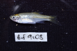  (Rasbora semilineata - BIF9103)  @11 [ ] CreativeCommons  Attribution Non-Commercial Share-Alike (2016) Nicolas HUBERT IRD