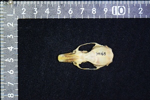  ( - IRD LAP-0019)  @11 [ ] CreativeCommons  Attribution Non-Commercial Share-Alike (2016) Yuli Sulistya Fitriana Indonesian Institute of Sciences, Museum Zoologicum Bogoriense