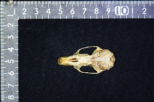  ( - IRD LAP-0019)  @11 [ ] CreativeCommons  Attribution Non-Commercial Share-Alike (2016) Yuli Sulistya Fitriana Indonesian Institute of Sciences, Museum Zoologicum Bogoriense