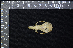  (Rattus tanezumi - IRD BT-0001)  @11 [ ] CreativeCommons  Attribution Non-Commercial Share-Alike (2016) Yuli Sulistya Fitriana Indonesian Institute of Sciences, Museum Zoologicum Bogoriense