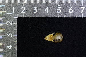  ( - IRD BT-0037)  @11 [ ] CreativeCommons  Attribution Non-Commercial Share-Alike (2016) Yuli Sulistya Fitriana Indonesian Institute of Sciences, Museum Zoologicum Bogoriense