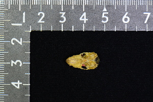  ( - IRD BT-0037)  @11 [ ] CreativeCommons  Attribution Non-Commercial Share-Alike (2016) Yuli Sulistya Fitriana Indonesian Institute of Sciences, Museum Zoologicum Bogoriense