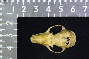  ( - IRD KMN-0002)  @11 [ ] CreativeCommons  Attribution Non-Commercial Share-Alike (2016) Yuli Sulistya Fitriana Indonesian Institute of Sciences, Museum Zoologicum Bogoriense