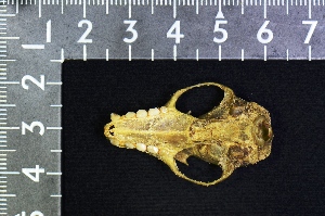  ( - IRD KMN-0002)  @11 [ ] CreativeCommons  Attribution Non-Commercial Share-Alike (2016) Yuli Sulistya Fitriana Indonesian Institute of Sciences, Museum Zoologicum Bogoriense