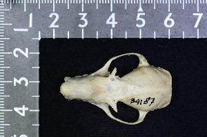  ( - IRD KMN-0010)  @11 [ ] CreativeCommons  Attribution Non-Commercial Share-Alike (2016) Yuli Sulistya Fitriana Indonesian Institute of Sciences, Museum Zoologicum Bogoriense