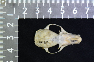  ( - IRD KMN-0009)  @11 [ ] CreativeCommons  Attribution Non-Commercial Share-Alike (2016) Yuli Sulistya Fitriana Indonesian Institute of Sciences, Museum Zoologicum Bogoriense