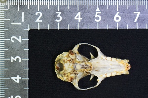  ( - IRD KMN-0009)  @11 [ ] CreativeCommons  Attribution Non-Commercial Share-Alike (2016) Yuli Sulistya Fitriana Indonesian Institute of Sciences, Museum Zoologicum Bogoriense