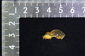  (Hipposideros papua - IRD KMN-0034)  @11 [ ] CreativeCommons  Attribution Non-Commercial Share-Alike (2016) Yuli Sulistya Fitriana Indonesian Institute of Sciences, Museum Zoologicum Bogoriense