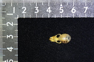  (Coelops - IRD TBS-0031)  @11 [ ] CreativeCommons  Attribution Non-Commercial Share-Alike (2016) Yuli Sulistya Fitriana Indonesian Institute of Sciences, Museum Zoologicum Bogoriense
