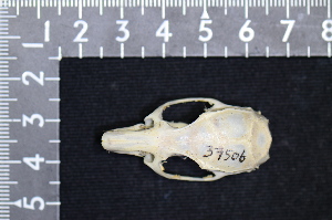  ( - IRD LAP-0004)  @11 [ ] CreativeCommons  Attribution Non-Commercial Share-Alike (2016) Yuli Sulistya Fitriana Indonesian Institute of Sciences, Museum Zoologicum Bogoriense