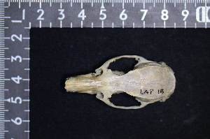 ( - IRD LAP-0015)  @11 [ ] CreativeCommons  Attribution Non-Commercial Share-Alike (2016) Yuli Sulistya Fitriana Indonesian Institute of Sciences, Museum Zoologicum Bogoriense