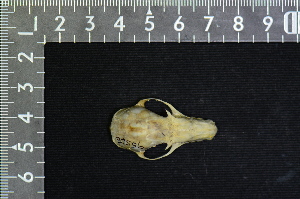  ( - IRD LSW-0082)  @11 [ ] CreativeCommons  Attribution Non-Commercial Share-Alike (2016) Yuli Sulistya Fitriana Indonesian Institute of Sciences, Museum Zoologicum Bogoriense