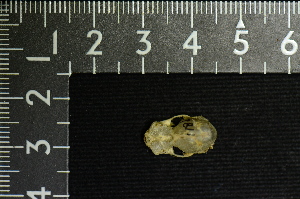  ( - IRD LSW-0096)  @11 [ ] CreativeCommons  Attribution Non-Commercial Share-Alike (2016) Yuli Sulistya Fitriana Indonesian Institute of Sciences, Museum Zoologicum Bogoriense