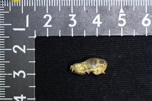  ( - IRD LSW-0096)  @11 [ ] CreativeCommons  Attribution Non-Commercial Share-Alike (2016) Yuli Sulistya Fitriana Indonesian Institute of Sciences, Museum Zoologicum Bogoriense