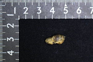  ( - IRD LSW-0097)  @11 [ ] CreativeCommons  Attribution Non-Commercial Share-Alike (2016) Yuli Sulistya Fitriana Indonesian Institute of Sciences, Museum Zoologicum Bogoriense