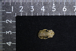  ( - IRD LSW-0098)  @11 [ ] CreativeCommons  Attribution Non-Commercial Share-Alike (2016) Yuli Sulistya Fitriana Indonesian Institute of Sciences, Museum Zoologicum Bogoriense