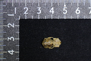  ( - IRD LSW-0099)  @11 [ ] CreativeCommons  Attribution Non-Commercial Share-Alike (2016) Yuli Sulistya Fitriana Indonesian Institute of Sciences, Museum Zoologicum Bogoriense