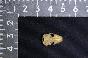  ( - IRD LSW-0061)  @11 [ ] CreativeCommons  Attribution Non-Commercial Share-Alike (2016) Yuli Sulistya Fitriana Indonesian Institute of Sciences, Museum Zoologicum Bogoriense