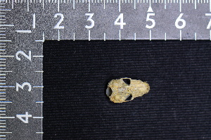  ( - IRD LSW-0064)  @11 [ ] CreativeCommons  Attribution Non-Commercial Share-Alike (2016) Yuli Sulistya Fitriana Indonesian Institute of Sciences, Museum Zoologicum Bogoriense