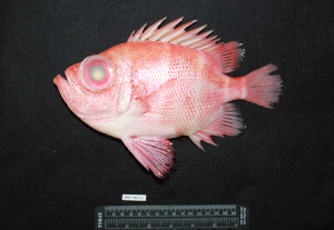  ( - IRD BMF-715.2)  @11 [ ] CreativeCommons  Attribution Non-Commercial Share-Alike (2016) Gino LIMMON Universitas Pattimura