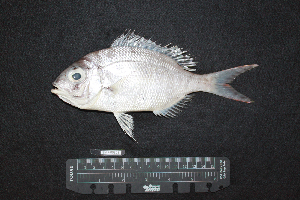  ( - IRD BMF-308.2)  @11 [ ] CreativeCommons  Attribution Non-Commercial Share-Alike (2016) Gino LIMMON Universitas Pattimura