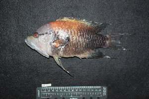 ( - IRD BMF-700.2)  @11 [ ] CreativeCommons  Attribution Non-Commercial Share-Alike (2016) Gino LIMMON Universitas Pattimura