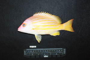  (Lutjanus dodecacanthoides - IRD BMF-765.2)  @11 [ ] CreativeCommons  Attribution Non-Commercial Share-Alike (2016) Gino LIMMON Universitas Pattimura