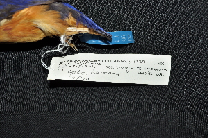  ( - IRD LGR-082.2)  @11 [ ] CreativeCommons  Attribution Non-Commercial Share-Alike (2014) Hidayat Hashari Indonesian Institute of Sciences, Museum Zoologicum Bogoriense