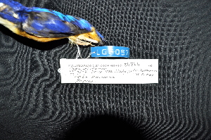  (Ceyx lepidus - IRD LGR-067.2)  @11 [ ] CreativeCommons  Attribution Non-Commercial Share-Alike (2014) Hidayat Hashari Indonesian Institute of Sciences, Museum Zoologicum Bogoriense