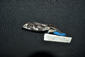  (Poecilodryas - IRD LGR-009.2)  @11 [ ] CreativeCommons  Attribution Non-Commercial Share-Alike (2014) Hidayat Hashari Indonesian Institute of Sciences, Museum Zoologicum Bogoriense