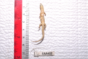  ( - IRD EAA402.2)  @11 [ ] CreativeCommons  Attribution Non-Commercial Share-Alike (2014) Evy Arida Indonesian Institute of Sciences, Museum Zoologicum Bogoriense