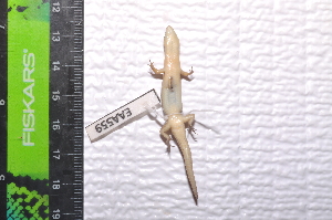  ( - IRD EAA559.2)  @11 [ ] CreativeCommons  Attribution Non-Commercial Share-Alike (2014) Evy Arida Indonesian Institute of Sciences, Museum Zoologicum Bogoriense