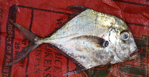  ( - Bar007)  @11 [ ] Copyright (c) (2022) Pieter-Jan Keleman School of Agronomy, University of Lisbon