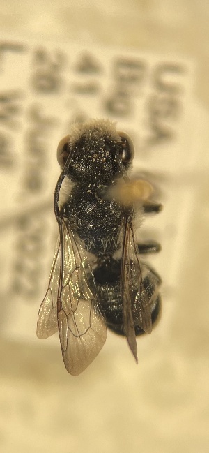  ( - Megachile campanulae coll 06282022 seq 07262022)  @11 [ ] CreativeCommons - Attribution Share-Alike (2022) Unspecified Central College