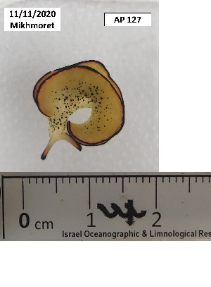  ( - BIM AP-127)  @11 [ ] No Rights Reserved (2020) Unspecified Israel Oceanographic and Limnological Research