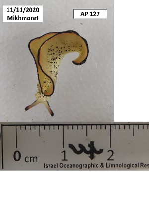  ( - BIM AP-127)  @11 [ ] No Rights Reserved (2020) Unspecified Israel Oceanographic and Limnological Research