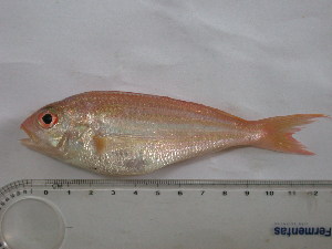  ( - BIM C23)  @11 [ ] No Rights Reserved (2012) Guy Paz IOLR