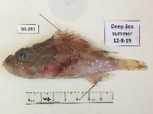  ( - BIM DS-281)  @11 [ ] Copyright (c) (2021) Paz G. Israel Oceanographic and Limnological Research