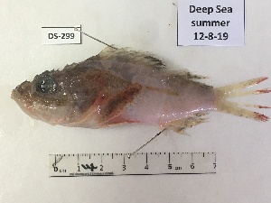  ( - BIM DS-299)  @11 [ ] Copyright (c) (2021) Paz G. Israel Oceanographic and Limnological Research