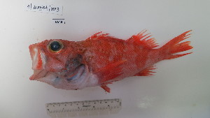  (Helicolenus dactylopterus - BIM DS 40)  @13 [ ] No Rights Reserved (2013) Guy Paz IOLR