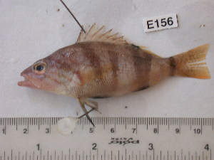  ( - BIM E156)  @12 [ ] No Rights Reserved (2012) Guy Paz IOLR