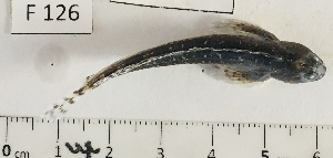  (Coryphoblennius - BIM F-126)  @11 [ ] Copyright (c) (2021) Paz G. Israel Oceanographic and Limnological Research