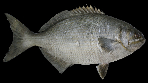  (Kyphosus vaigiensis - BIM F-047)  @14 [ ] Copyright (2016) Rittner, O. Tel Aviv University