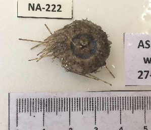  ( - BIM NA-222)  @11 [ ] Copyright (c) (2014) Paz G. IOLR